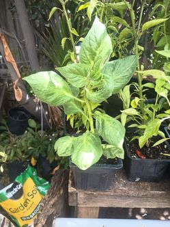 Chile Manzano.. en 4" pots