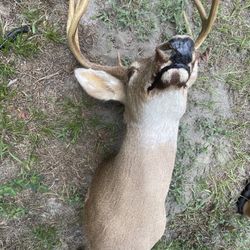 Taxidermy deer