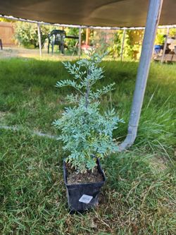Ruda Plant