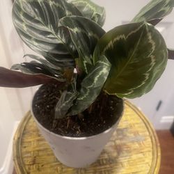 Plant For Room