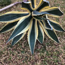 Agaves 