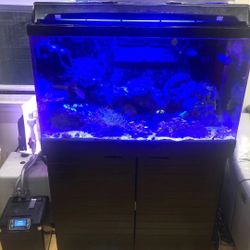 Fish System 