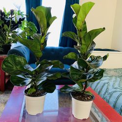 Fiddel Leaf Fig plant 6” Nursery Pot $20 Each 