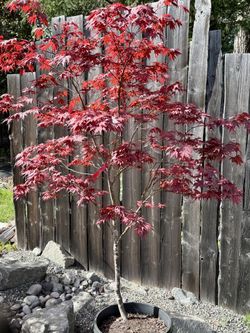 Oshio Beni Upright Japanese Maple