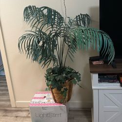 House plant 
