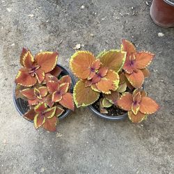 Coleus Campfire Live Plant $7