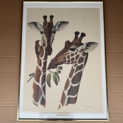 Reticulated Giraffe Wildlife Fine Art Print Ray Harm