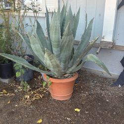 Maguey Grande 