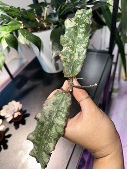 Hoya Undulata Splash 