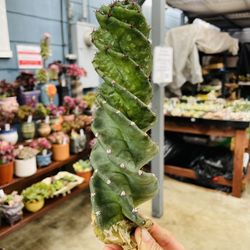Spiral Cactus Imported