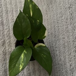 Live Indoor Plant 
