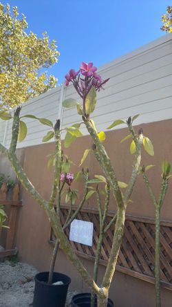 Pink Plumeria Plants