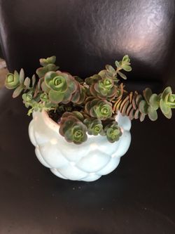 Real live succulents make great gifts