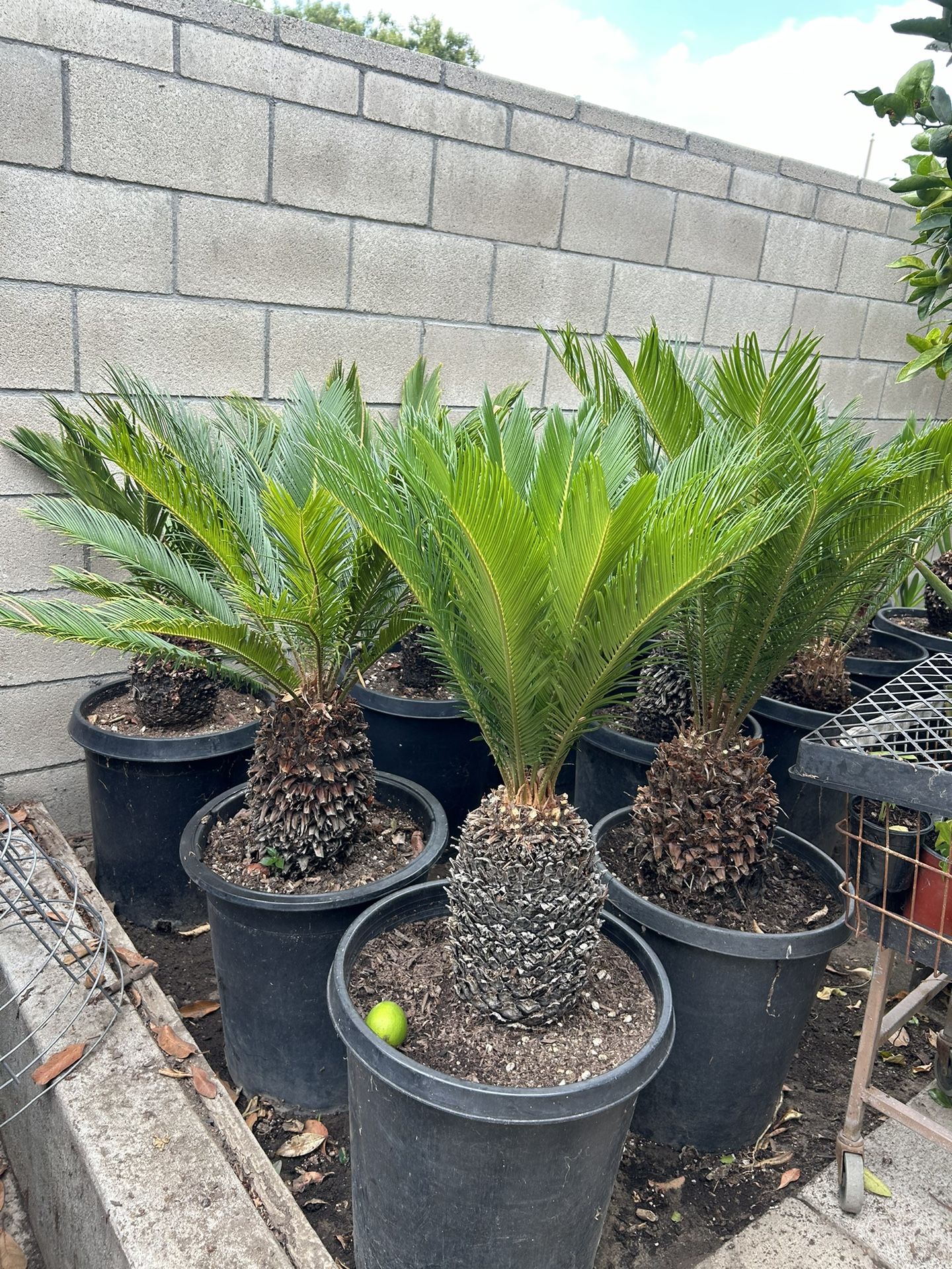 Sago Palm