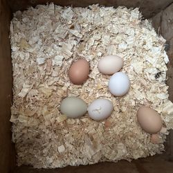 Organic Chicken Eggs