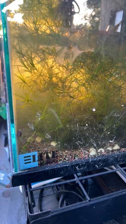 Elite Aquariums Glass Fish Tank 60 gallon