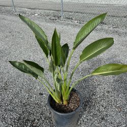 Bird Of Paradise