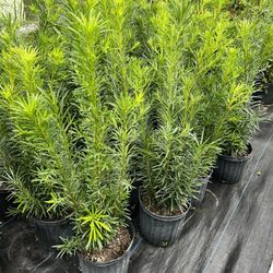 PODOCARPUS PLANT (Amazing Hedging, Privacy, Garden Back drop etc.) 