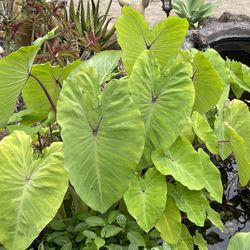 Pond Plants (tropical - Maui Gold Elephant Ear Plants)