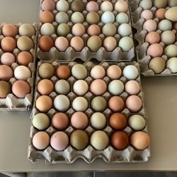 Hatching Eggs