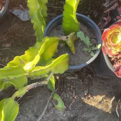 Dragon Fruit