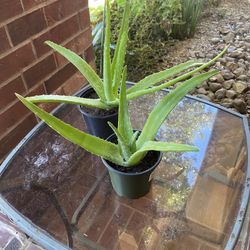 Aloe Vera Plants