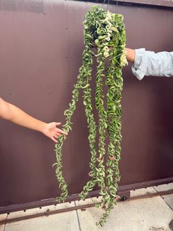 6” massive variegated Hoya compacta w/ many flowers buds