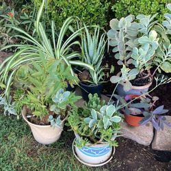 7 Plants Indoor Outdoor Some In Ceramic Price For Whole Lot