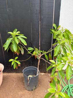 Hass Avocado Tree