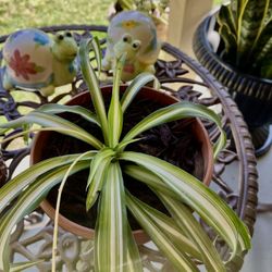 “Plants “ Spider 🕷️plant. Araña Planta.🪴 