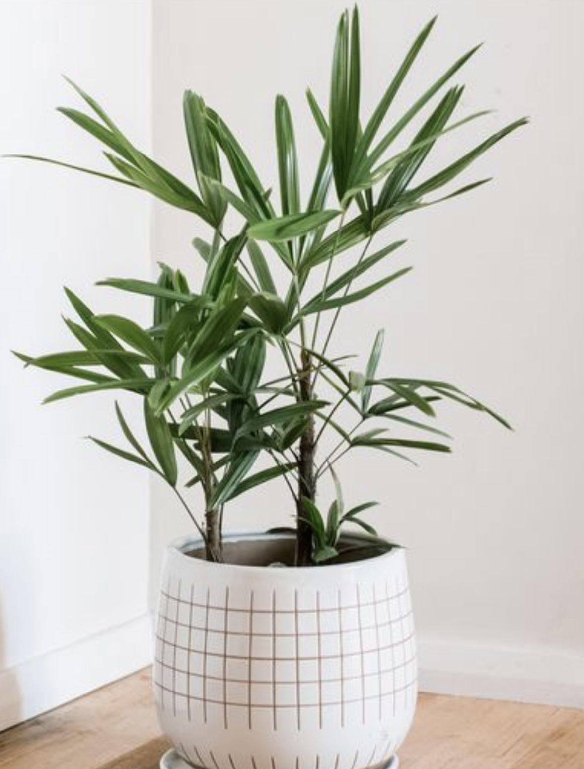 Young Well Rooted Lady Finger Palm Plants (Rhapis Excelsa)