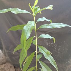 Peach Tree. 🍑 Duraznos