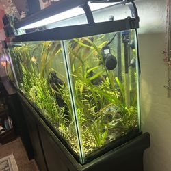 55 gal tank