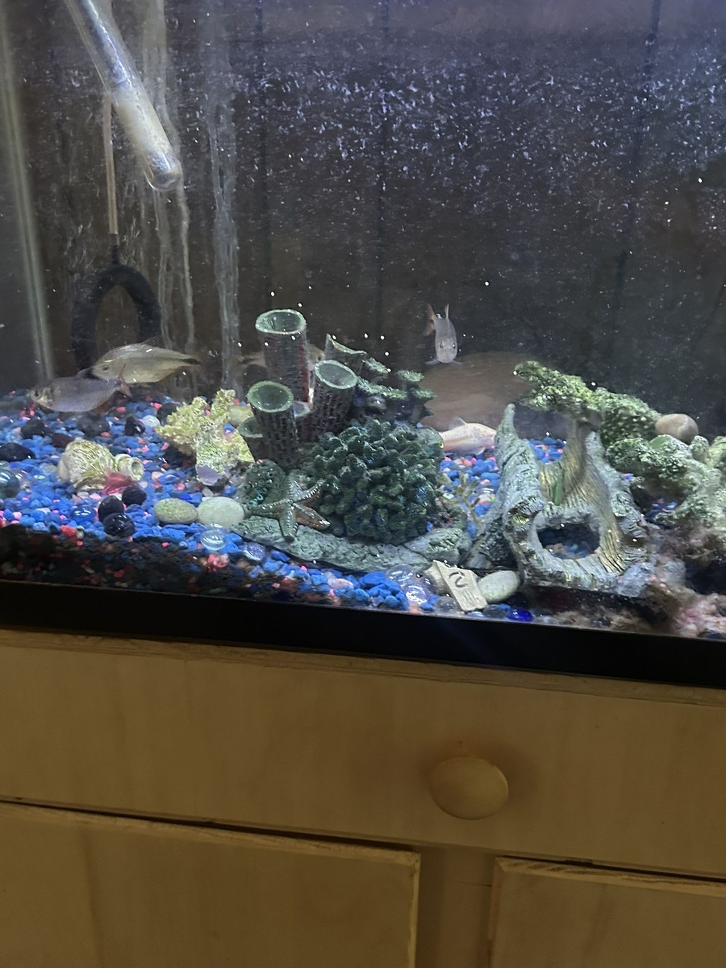 Fish Aquarium With Fish