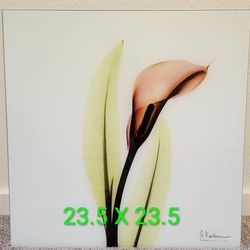 Cala lily portrait