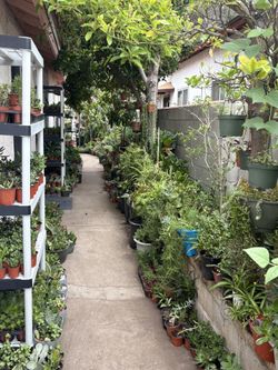 Asstd Home Grown Plants
