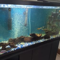 55 Gallon Fish Tank 
