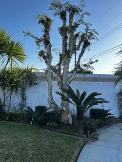 Trees Treeming And Cutting Down