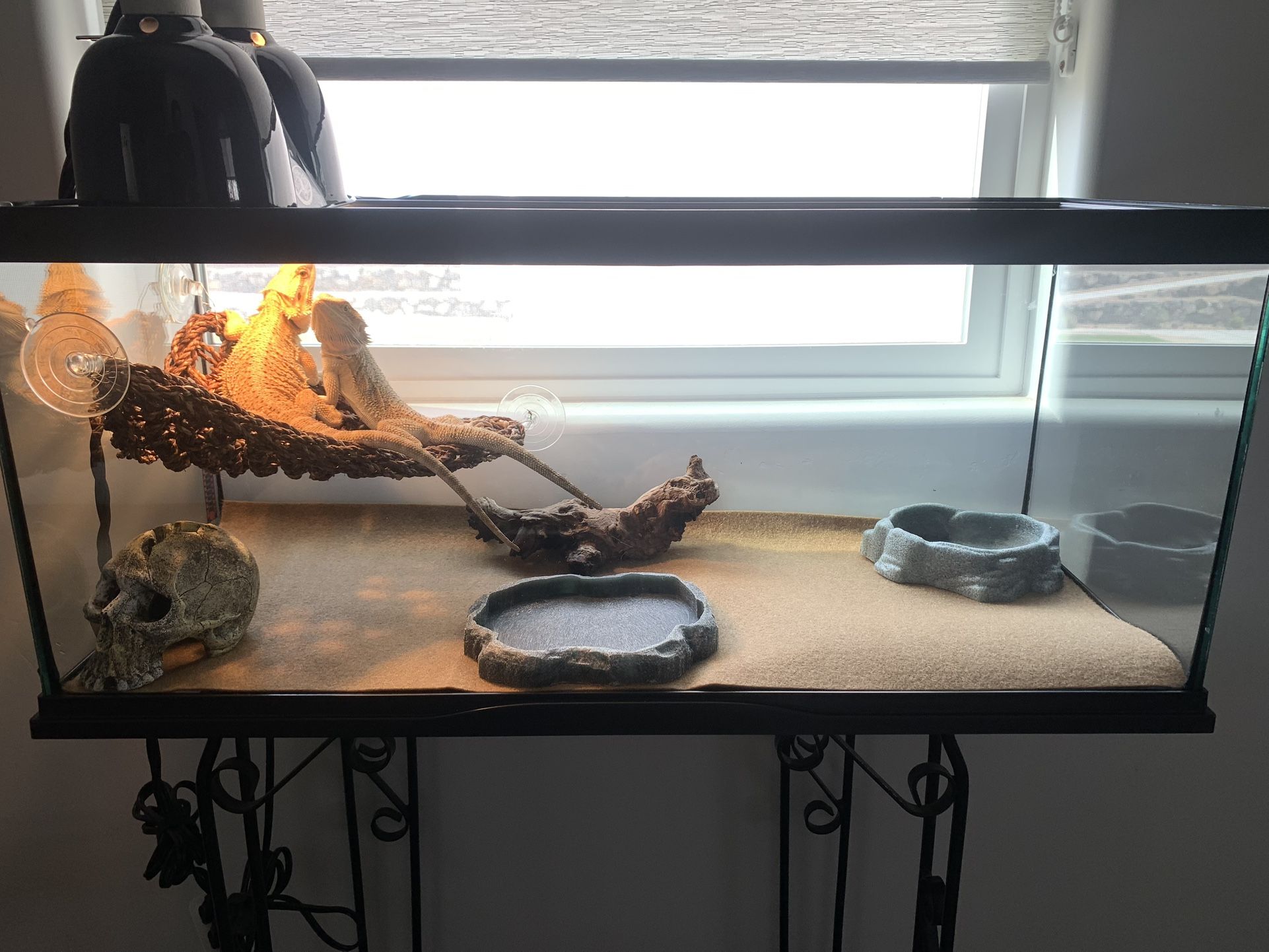 Bearded Dragons Terrarium 