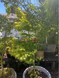 Japanese maple, palmatum