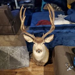 Monster Mule Deer Looks Perfect Give Me A Offer
