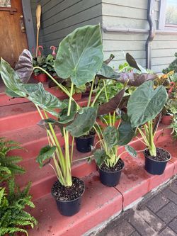 Tons of Elephant Ears Plants aka Alocasia for $28 each