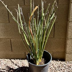 Red Yucca plant w/blooming bud