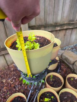 Creeping Jenny -$2 each