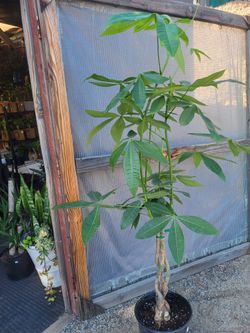 Money Tree Plant 5' Tall in 12" Nursery Pot