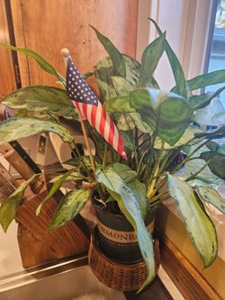 Chinese evergreen B. J. 'Freeman