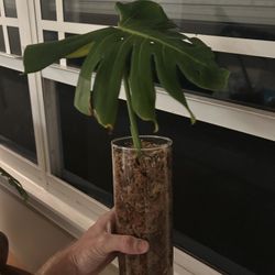 Monstera Cuttings