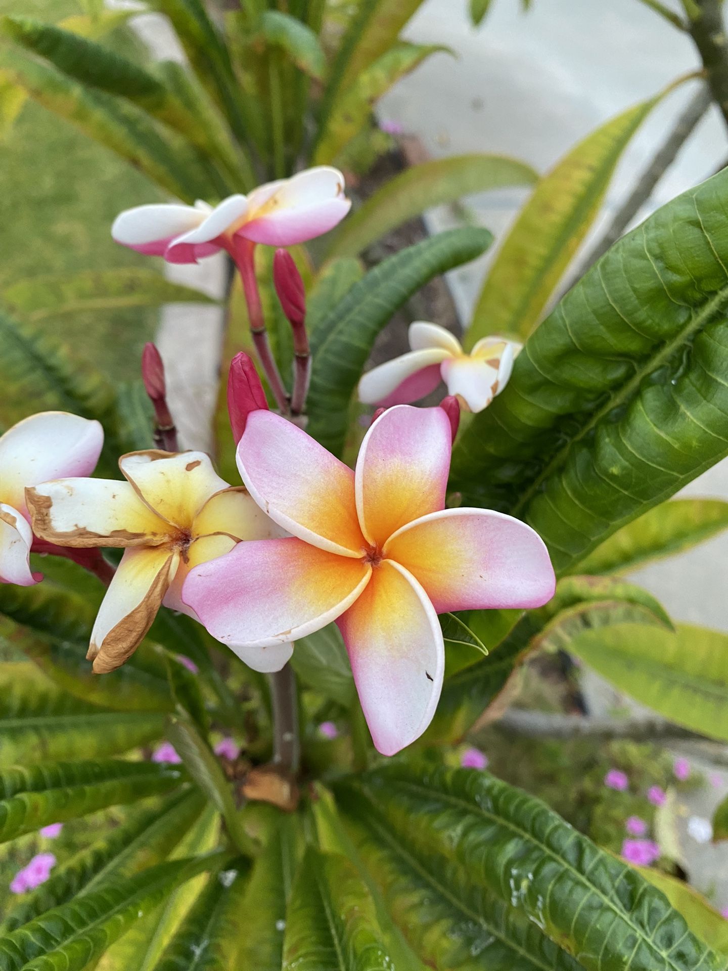 Plumeria Clippings for Sale in Orange, CA OfferUp