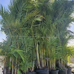 arecas About  8 feet tall Instant Privacy Hedge For Fence Green Full. $75