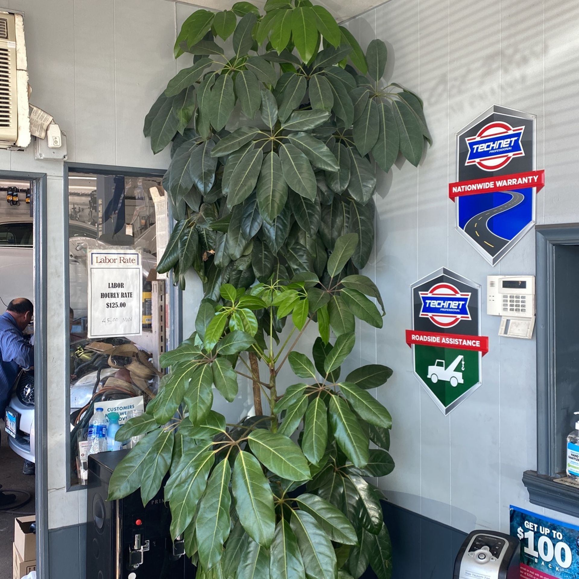 9 Foot Money Tree Excellent Shape Thriving